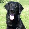 Flat Coated Retriever Hund