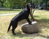 Flat Coated Retriever Hund