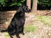 Flat Coated Retriever Hund