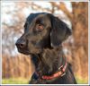 Flat Coated Retriever Hund