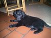 Flat Coated Retriever Hund