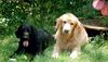 Flat Coated Retriever Hund