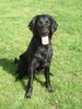 Flat Coated Retriever Hund