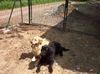 Flat Coated Retriever Hund