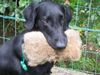 Flat Coated Retriever Hund