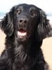 Flat Coated Retriever Hund