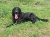 Flat Coated Retriever Hund