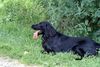 Flat Coated Retriever Hund