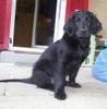 Flat Coated Retriever Hund