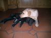 Flat Coated Retriever Hund