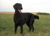 Flat Coated Retriever Hund