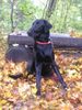 Flat Coated Retriever Hund