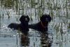 Flat Coated Retriever Hund