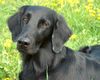 Flat Coated Retriever Hund