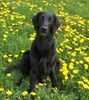 Flat Coated Retriever Hund