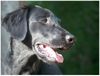 Flat Coated Retriever Hund