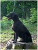 Flat Coated Retriever Hund