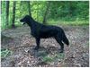 Flat Coated Retriever Hund