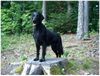 Flat Coated Retriever Hund