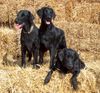 Flat Coated Retriever Hund