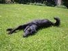 Flat Coated Retriever Hund