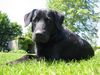 Flat Coated Retriever Hund