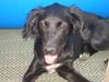 Flat Coated Retriever Hund