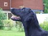 Flat Coated Retriever Hund