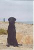 Flat Coated Retriever Hund