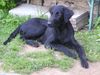 Flat Coated Retriever Hund