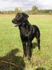 Flat Coated Retriever Hund