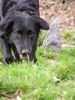 Flat Coated Retriever Hund