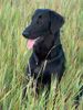 Flat Coated Retriever Hund