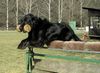 Flat Coated Retriever Hund