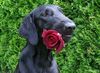 Flat Coated Retriever Hund