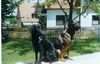 Flat Coated Retriever Hund