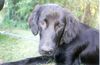 Flat Coated Retriever Hund