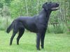 Flat Coated Retriever Hund