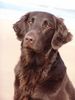 Flat Coated Retriever Hund