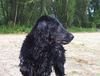 Flat Coated Retriever Hund