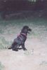 Flat Coated Retriever Hund