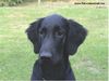 Flat Coated Retriever Hund