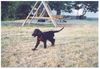 Flat Coated Retriever Hund