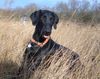 Flat Coated Retriever Hund