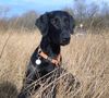 Flat Coated Retriever Hund