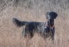 Flat Coated Retriever Hund