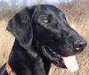 Flat Coated Retriever Hund