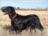 Flat Coated Retriever Hund