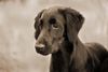 Flat Coated Retriever Hund