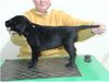 Flat Coated Retriever Hund